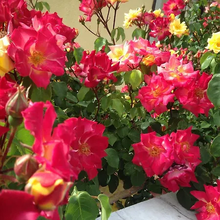 Zenap Agios Georgios (Corfu)