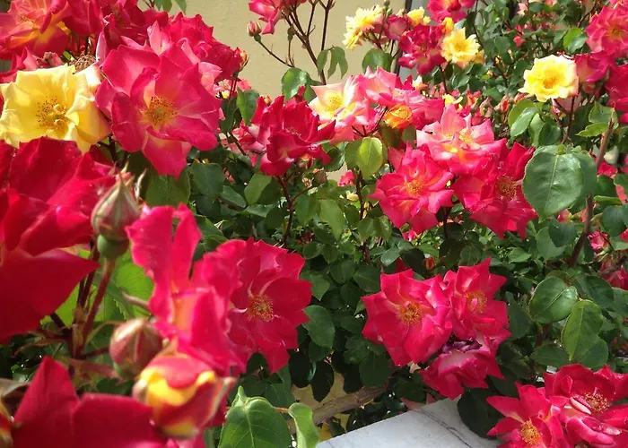 Zenap Agios Georgios (Corfu)